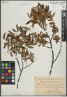 Foto von Salix lapponum L. x Salix myrtilloides L.